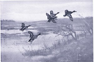 A team of Mallards by Frank Southgate